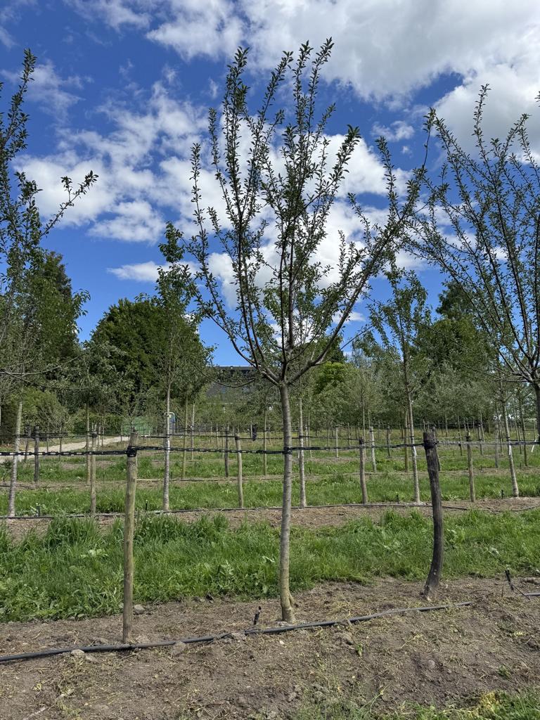 Prunus domestica 'Mirabelle de Nancy'