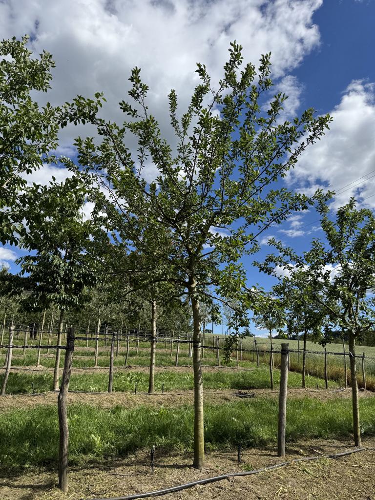 Prunus domestica 'Basler Hauszwetschge'