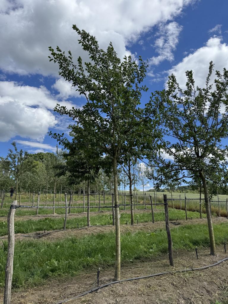 Prunus domestica 'Basler Hauszwetschge'