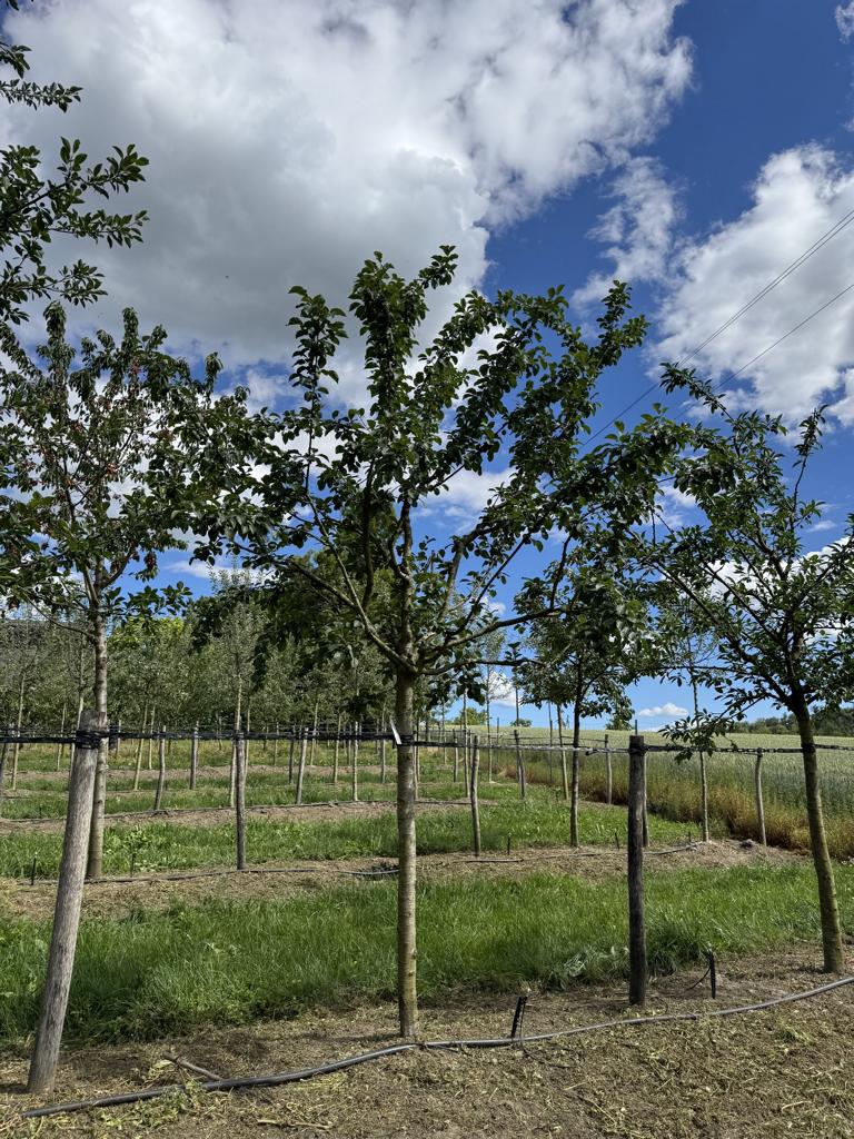 Prunus domestica 'The Czar'