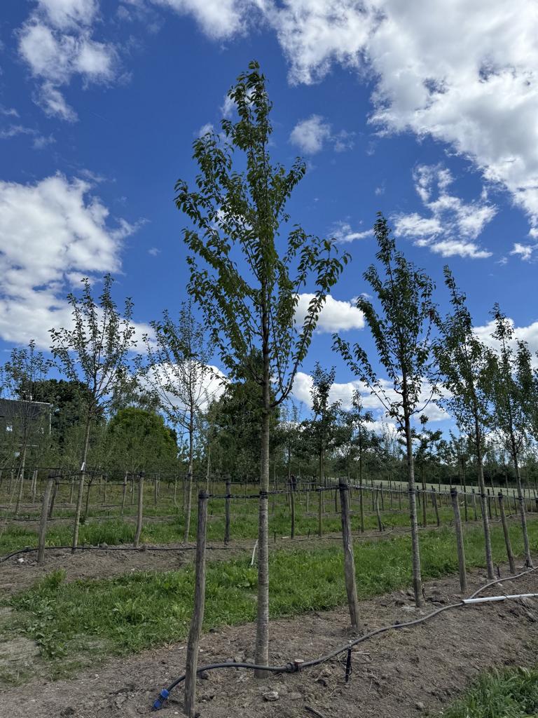Prunus avium 'Regina'