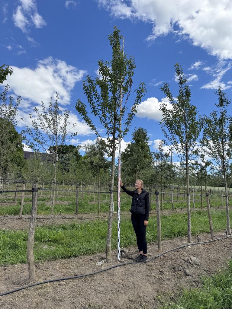Prunus avium 'Regina'