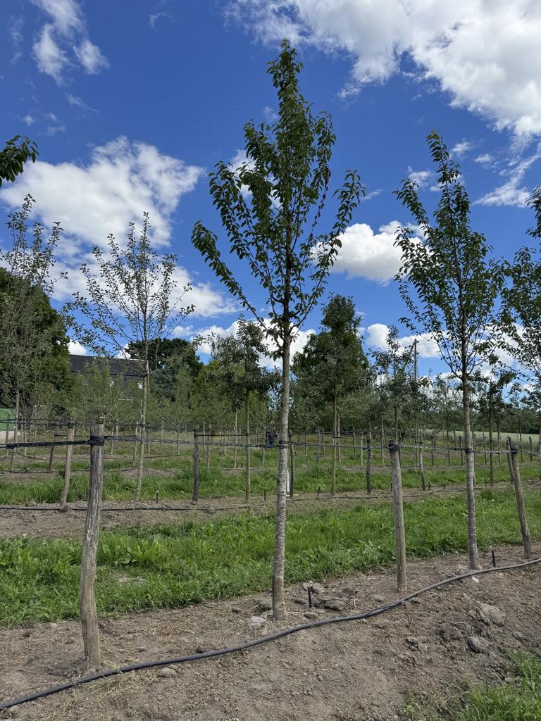 Prunus avium 'Regina'