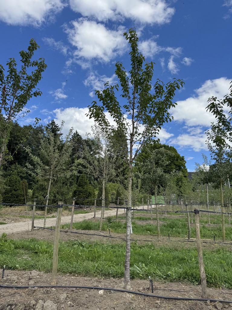 Prunus avium 'Regina'