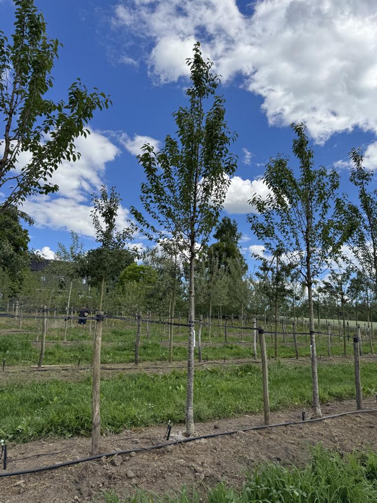 Prunus avium 'Regina'