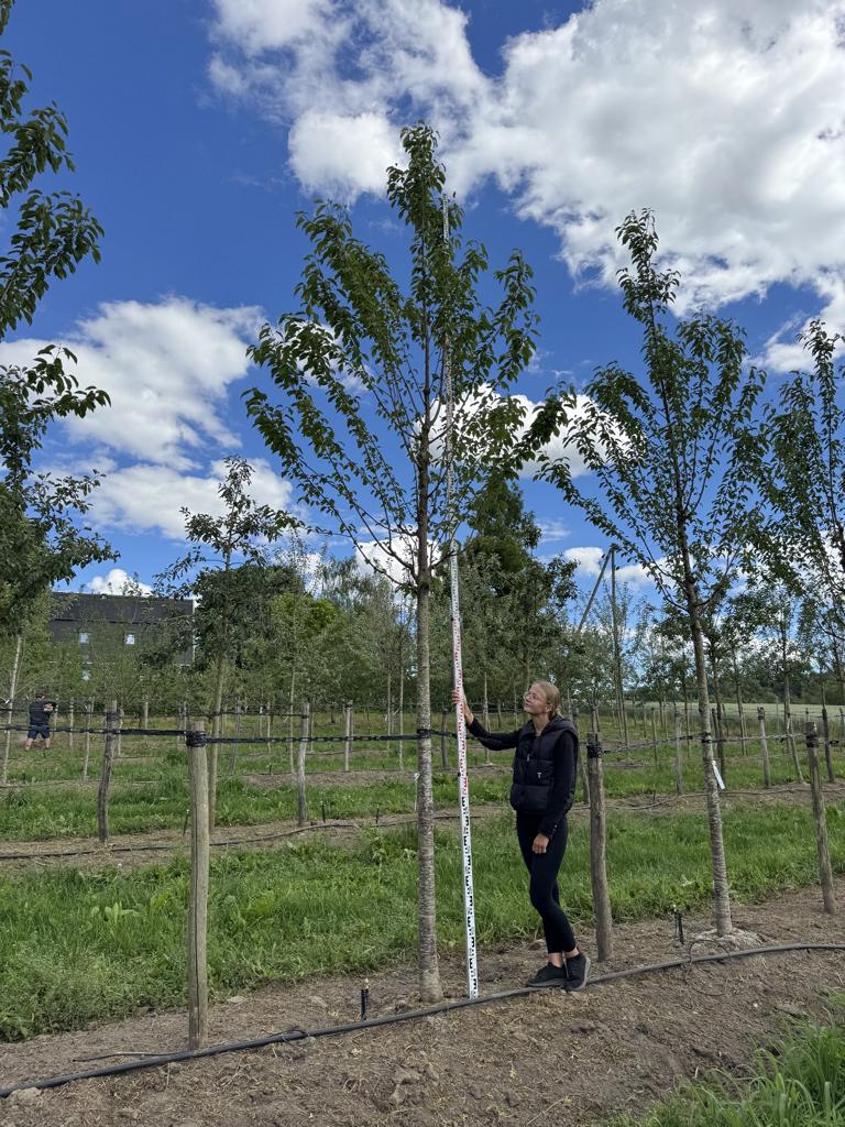 Prunus avium 'Regina'
