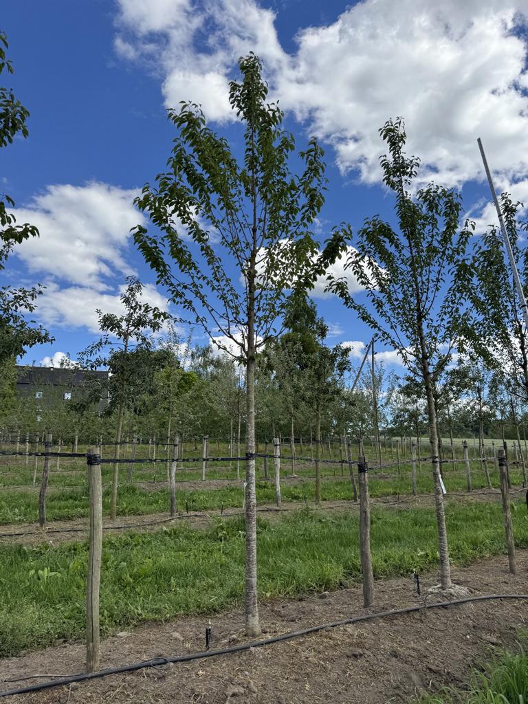 Prunus avium 'Regina'