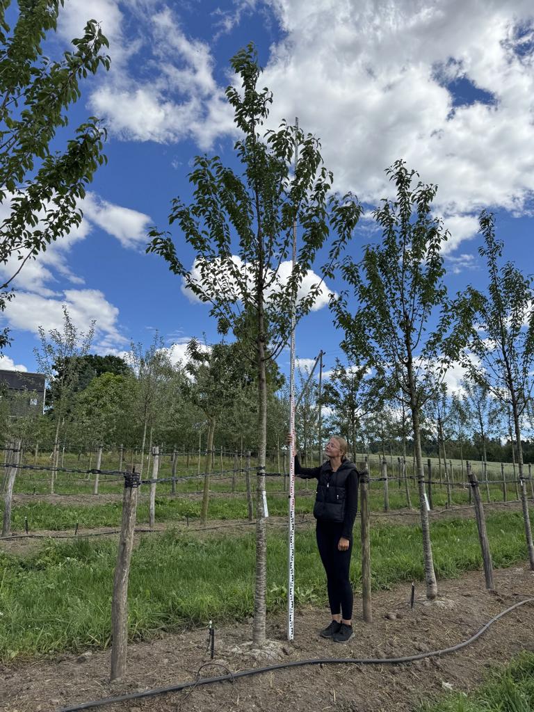 Prunus avium 'Regina'
