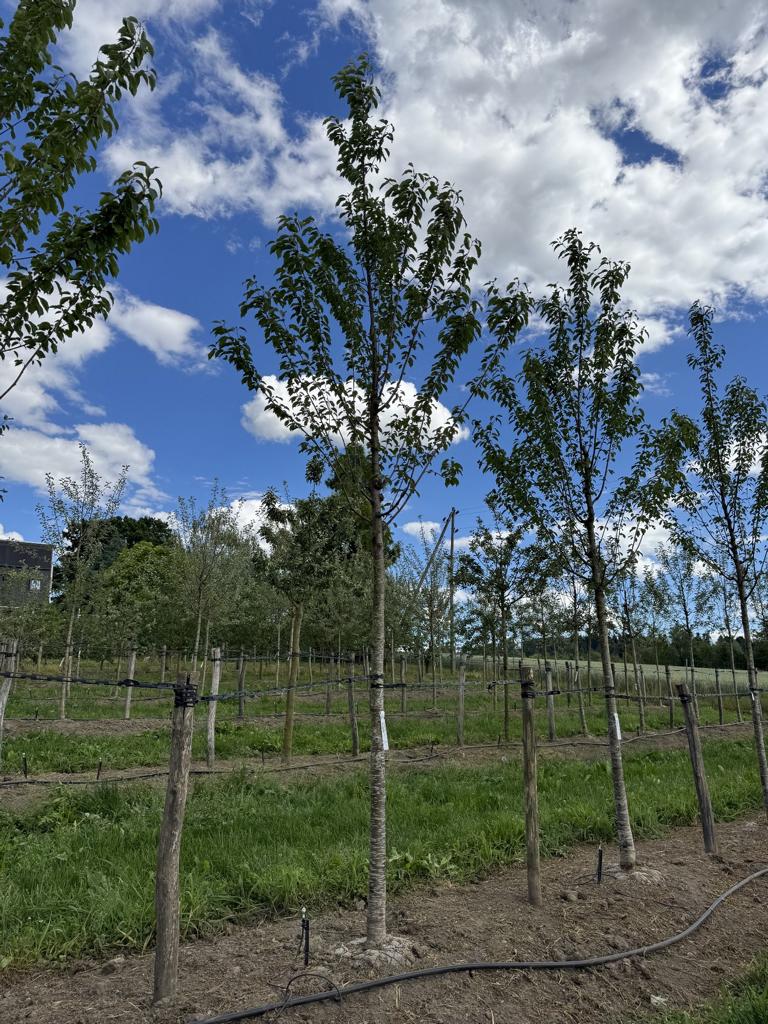 Prunus avium 'Regina'