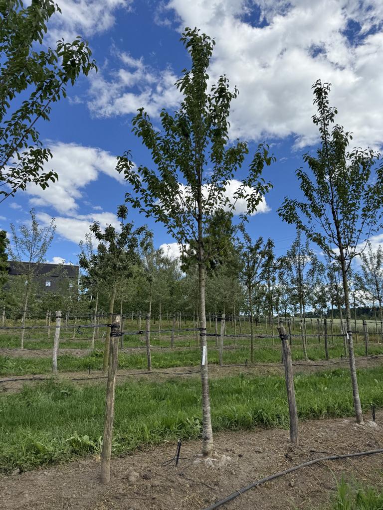 Prunus avium 'Regina'
