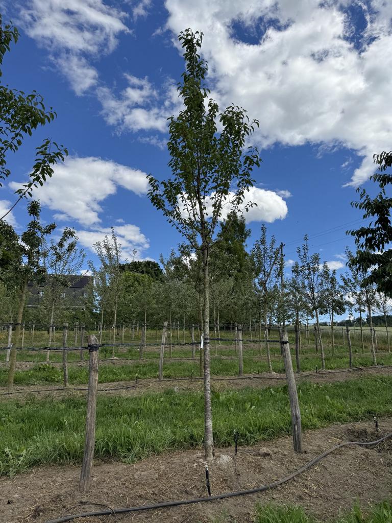 Prunus avium 'Regina'