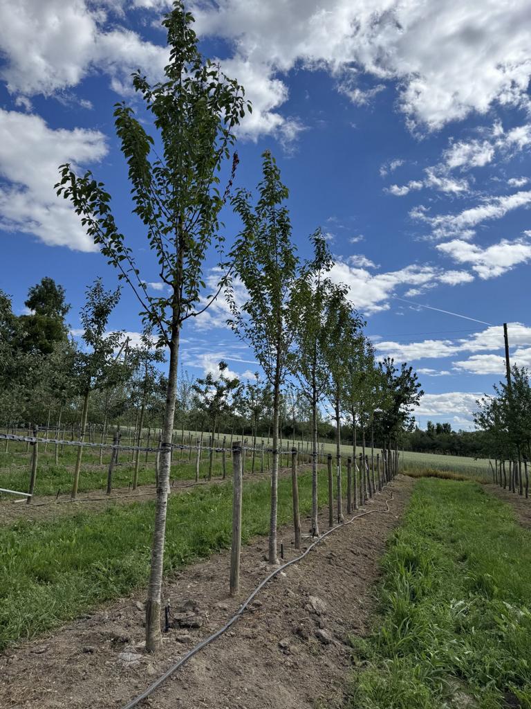 Prunus avium 'Regina'