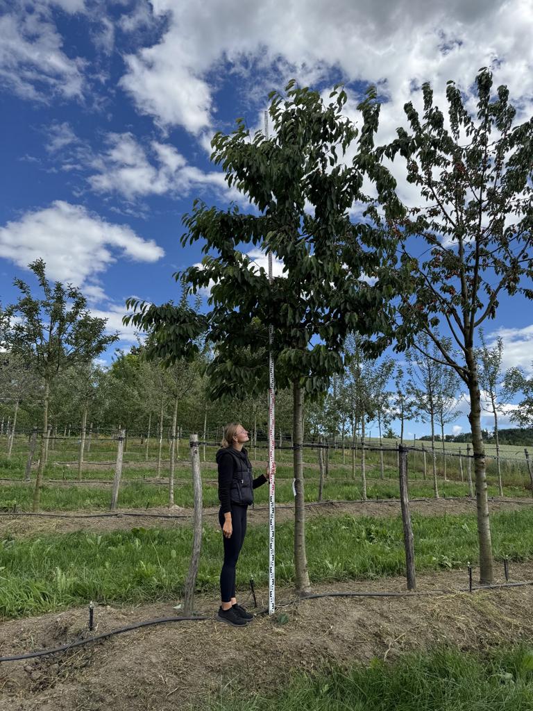 Prunus avium 'Hedelfinger Riesenkirsche'
