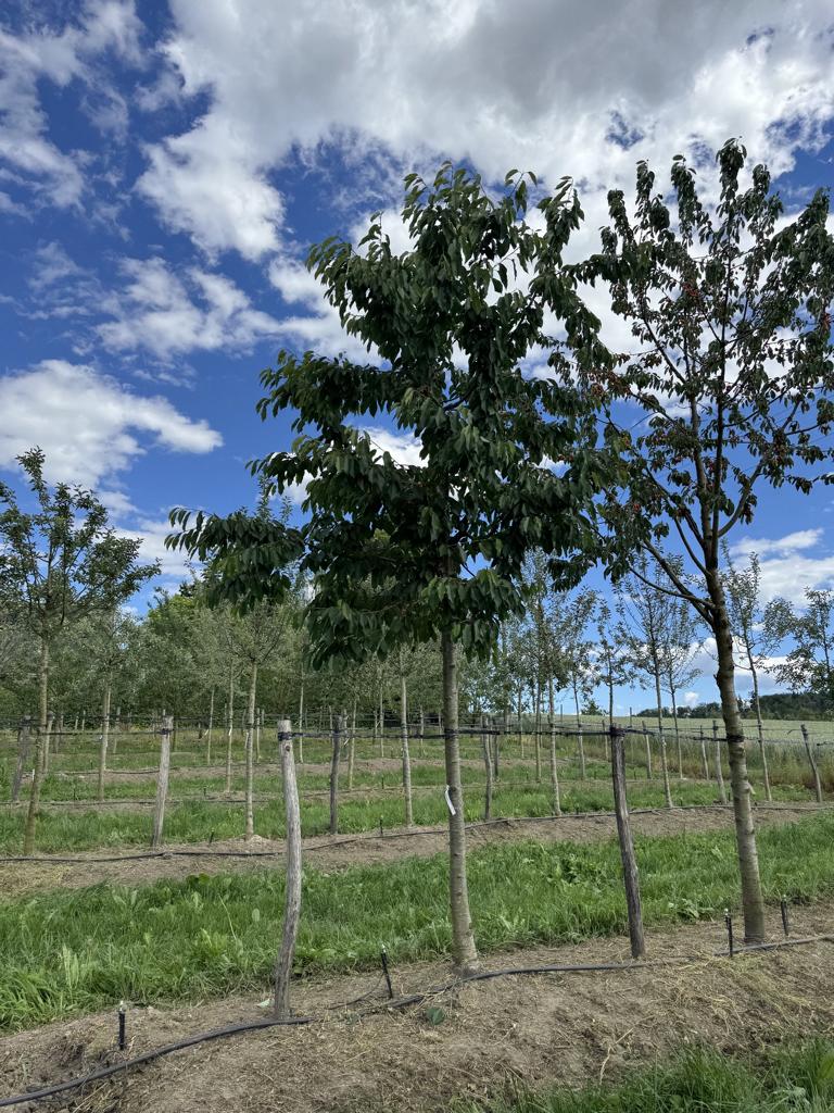 Prunus avium 'Hedelfinger Riesenkirsche'