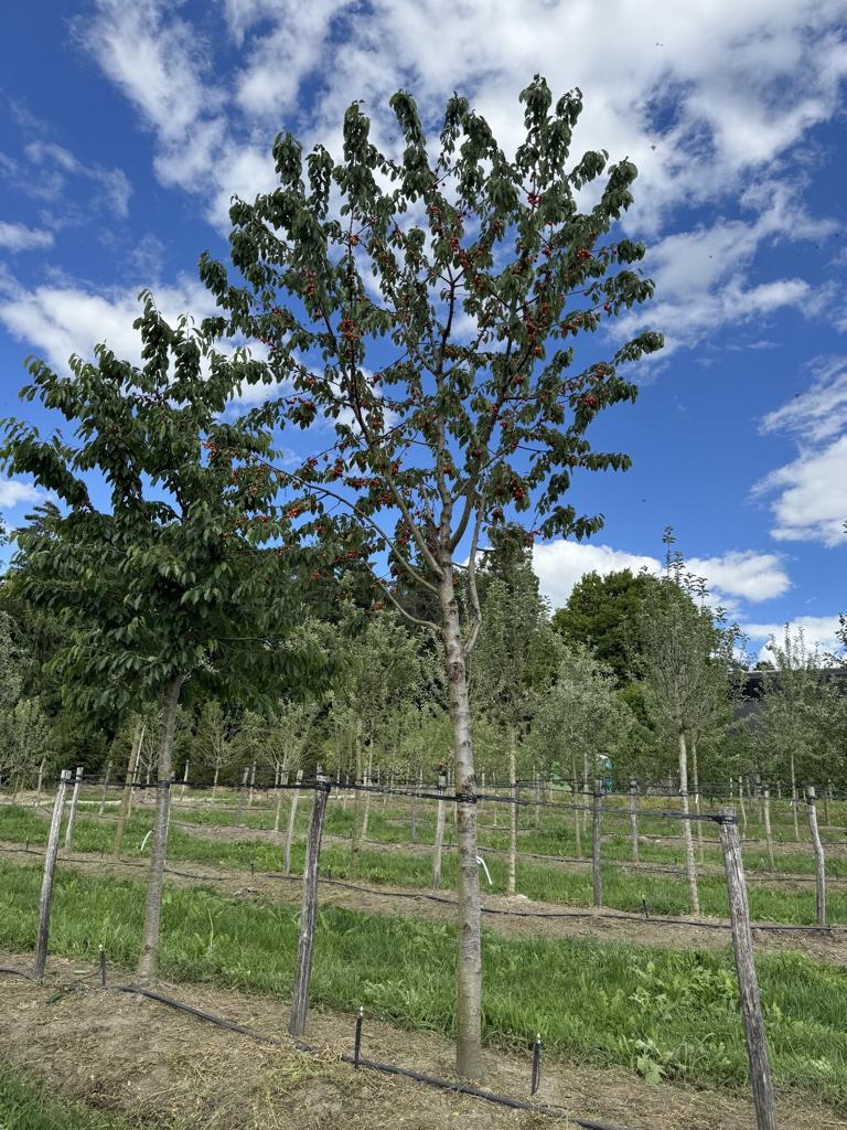 Prunus avium 'Regina'