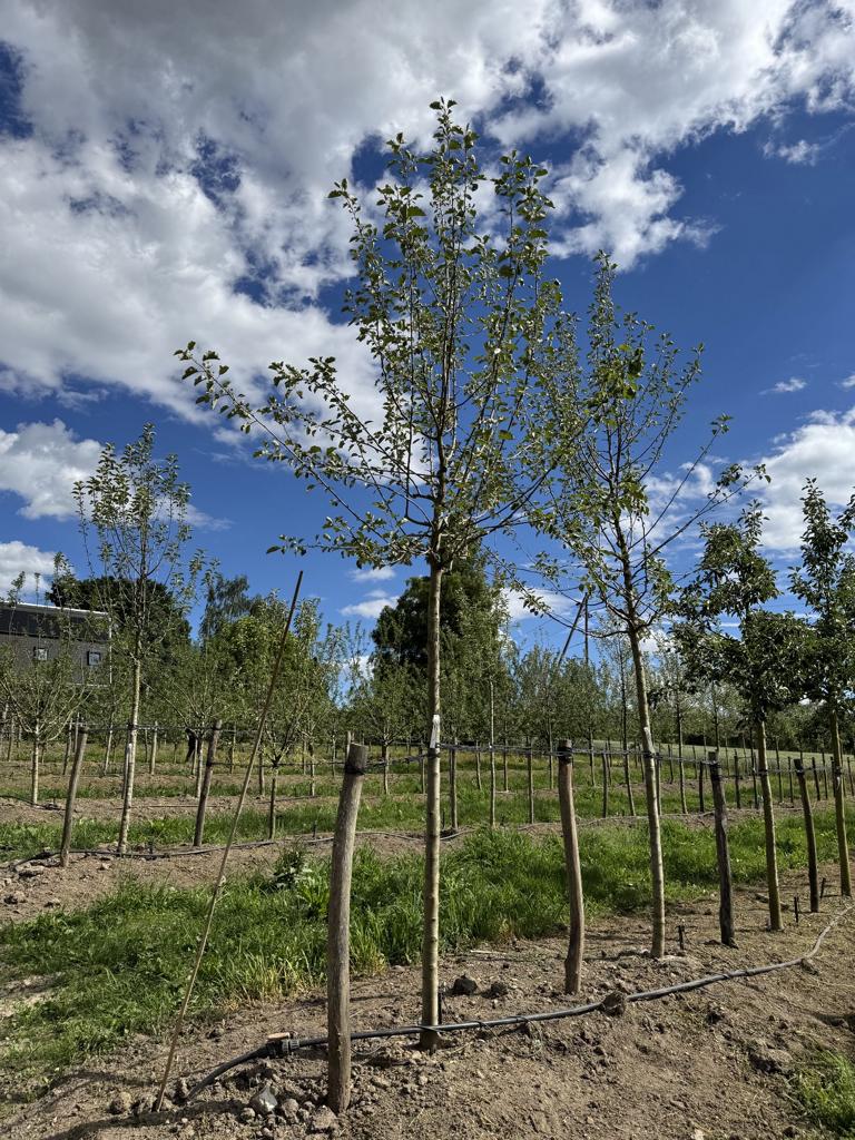 Malus domestica 'Boskoop' Schmitz-Hübsch