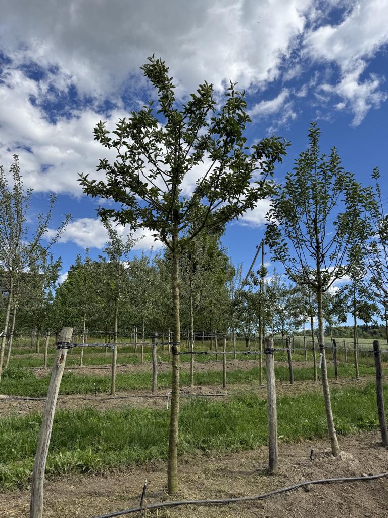 Malus domestica 'Elstar'