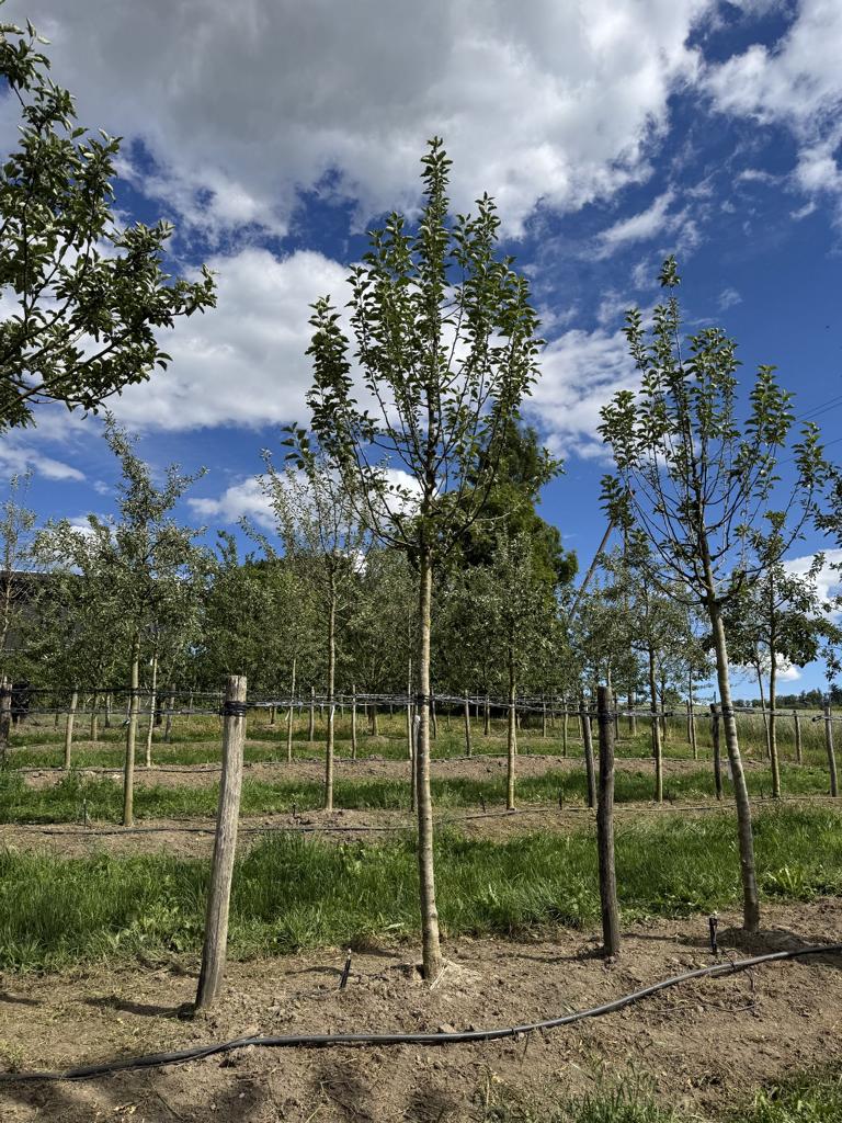 Malus domestica 'Jonagold'