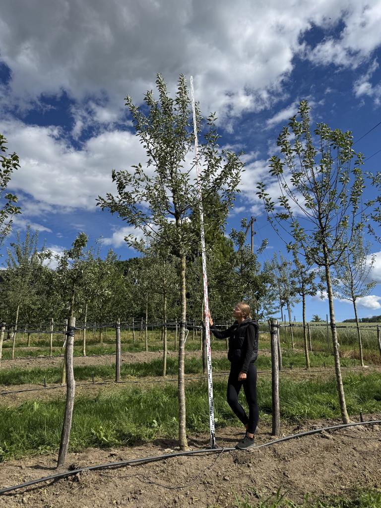 Malus domestica 'Jonagold'