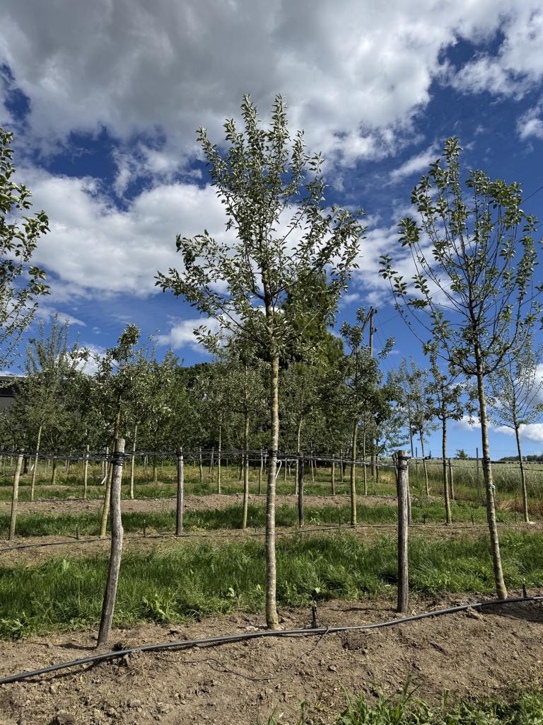 Malus domestica 'Jonagold'