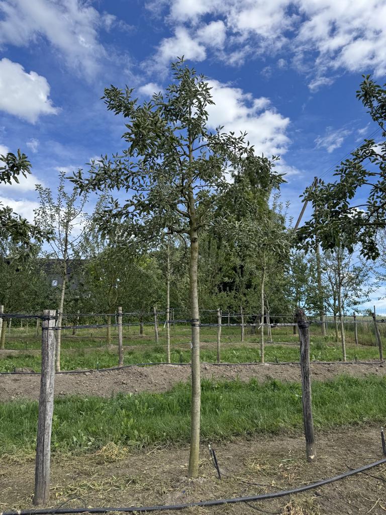 Malus domestica 'Cox's Orange'