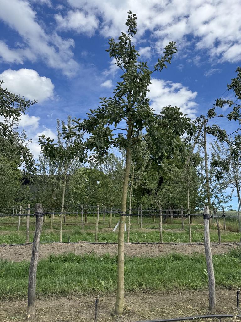 Malus domestica 'James Grieve'