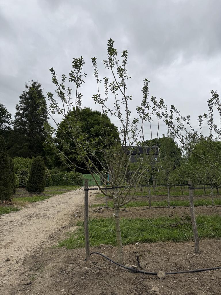 Prunus domestica 'Grosse Grüne Reine Claude'