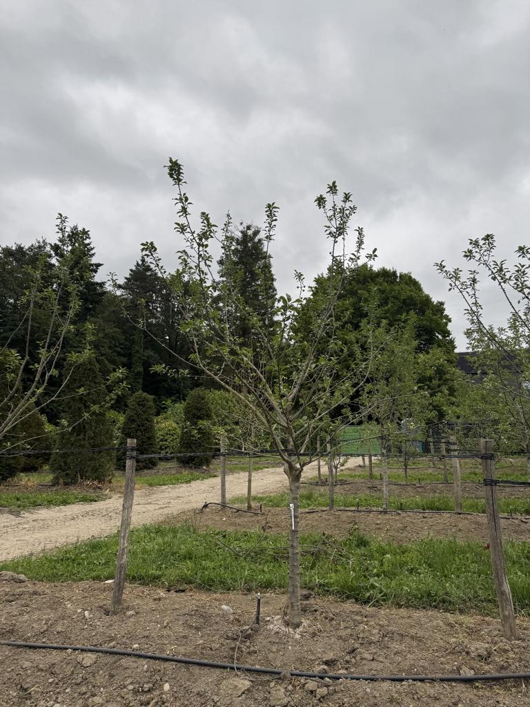 Prunus domestica 'Grosse Grüne Reine Claude'