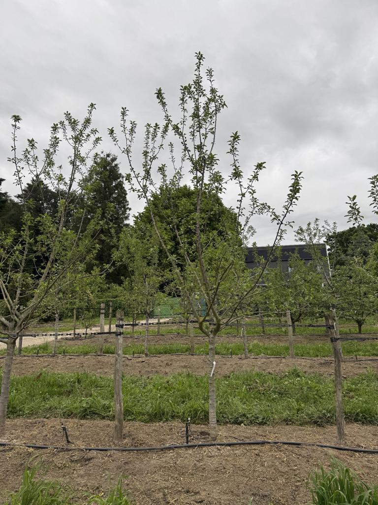 Prunus domestica 'Grosse Grüne Reine Claude'