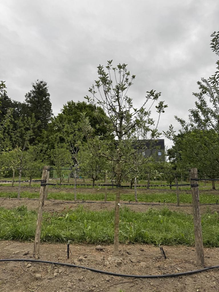 Malus domestica 'Kanada Reinette'