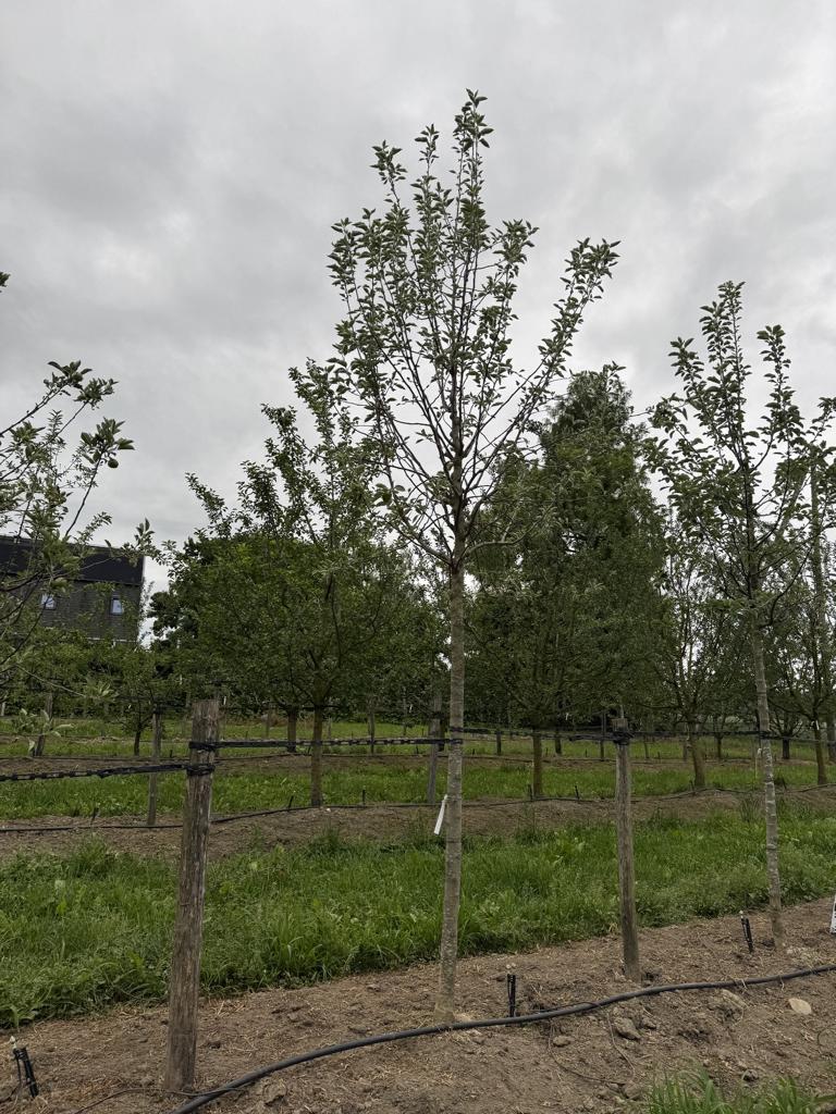Malus domestica 'Kanada Reinette'