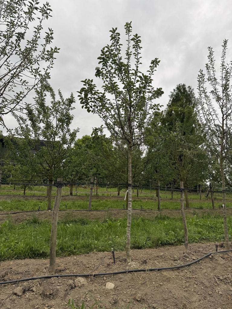 Malus domestica 'Kanada Reinette'