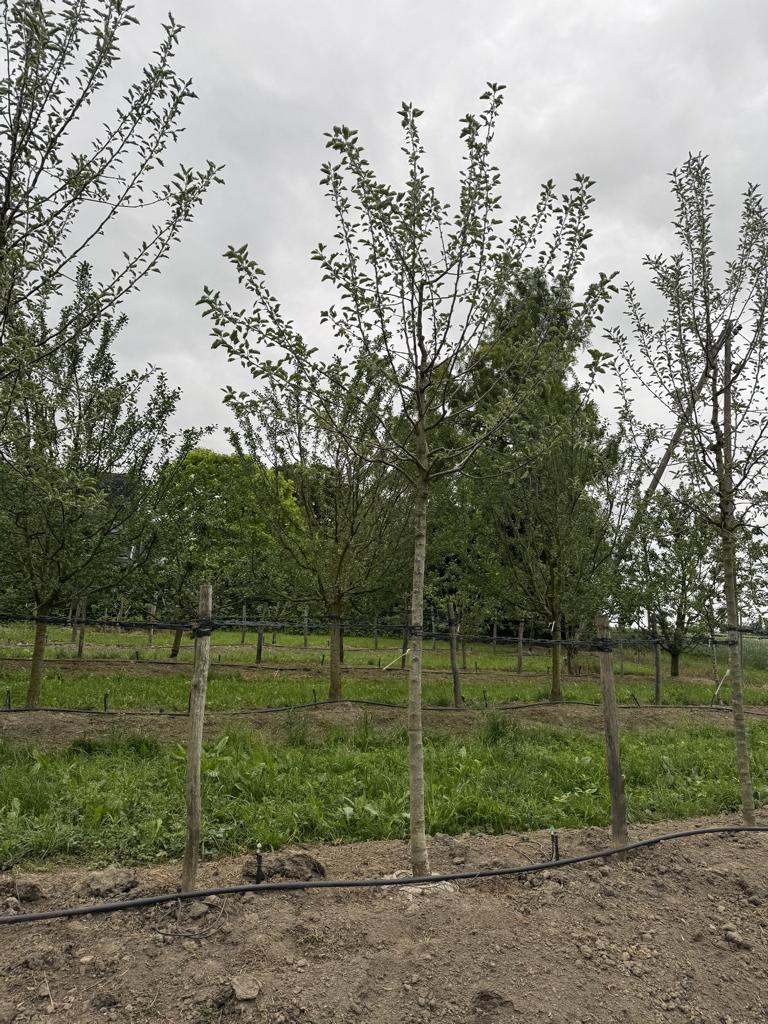 Malus domestica 'Kanada Reinette'