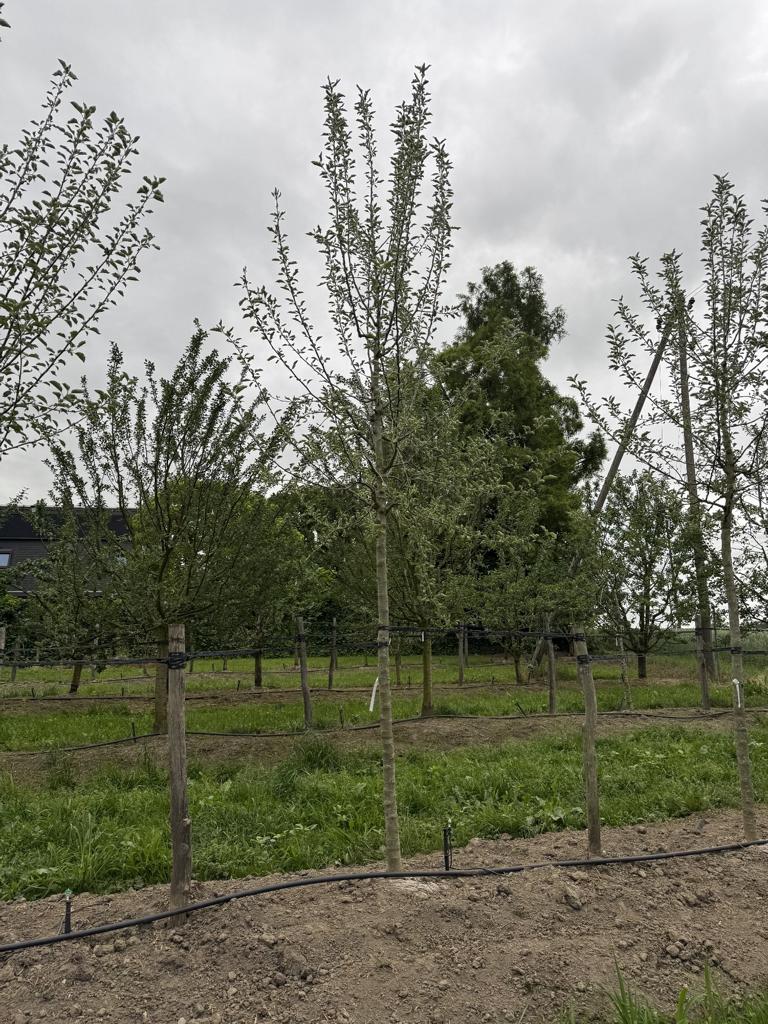 Malus domestica 'Kanada Reinette'