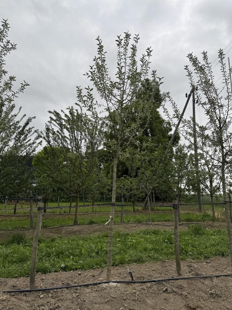 Malus domestica 'Kanada Reinette'