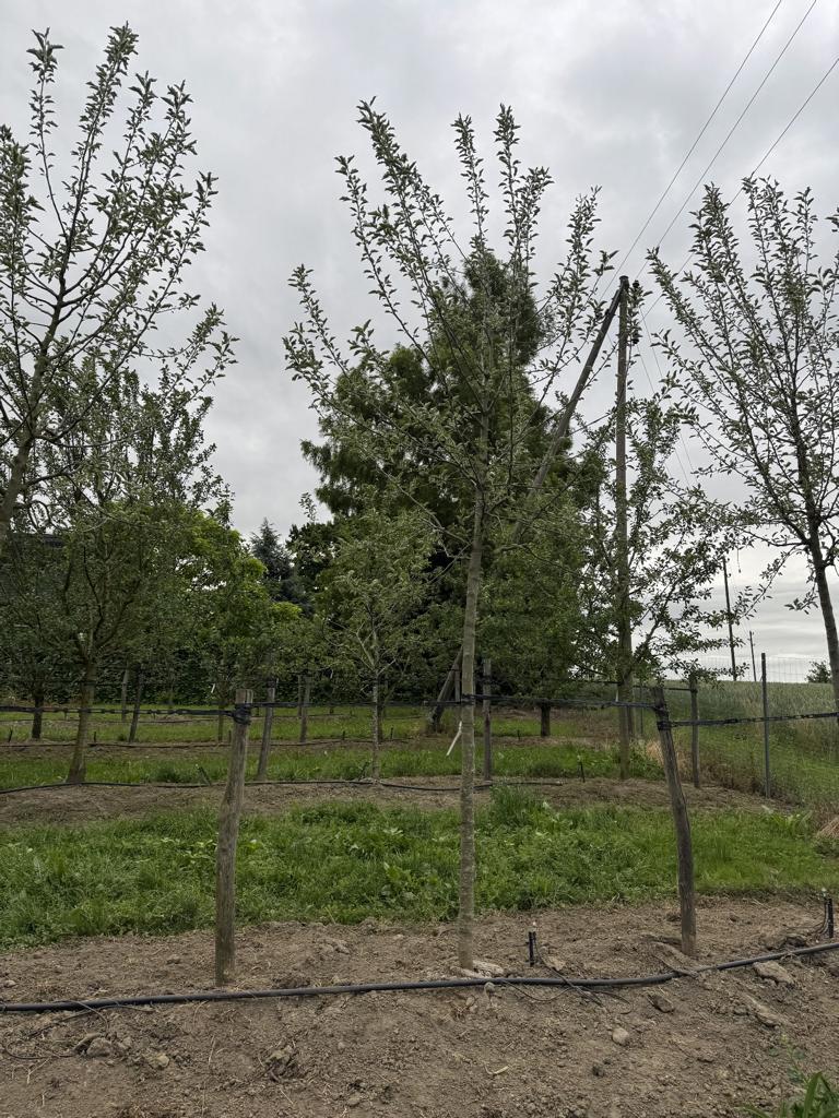 Malus domestica 'Kanada Reinette'