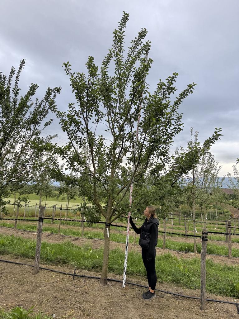 Prunus domestica 'Opal'
