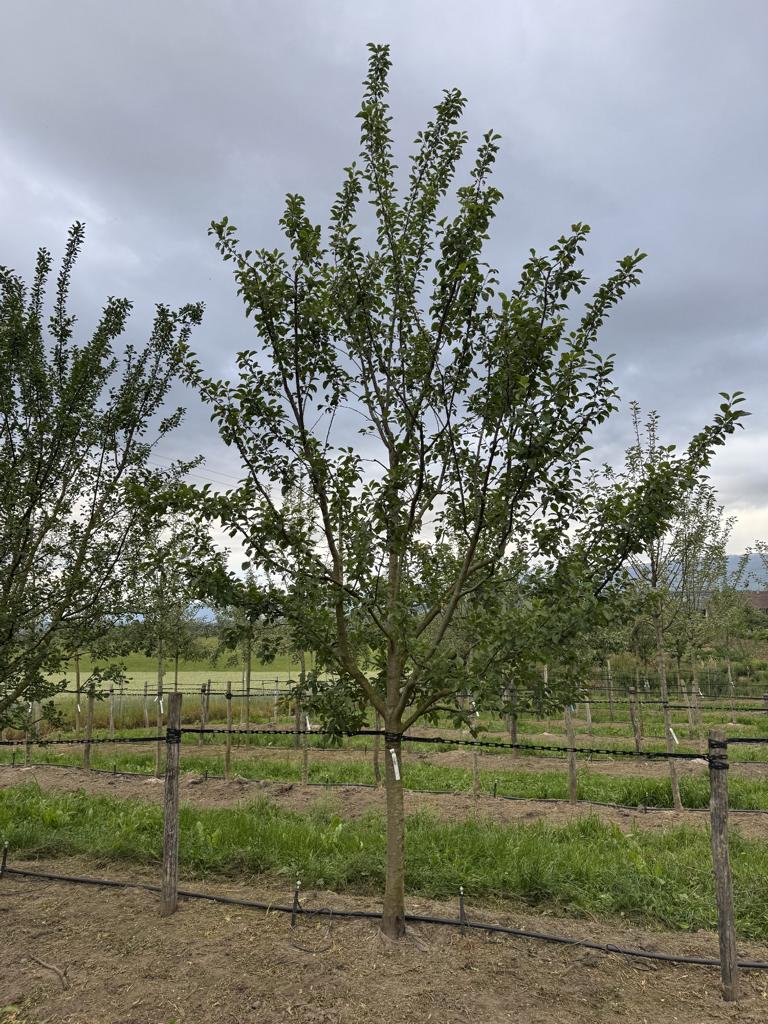 Prunus domestica 'Opal'