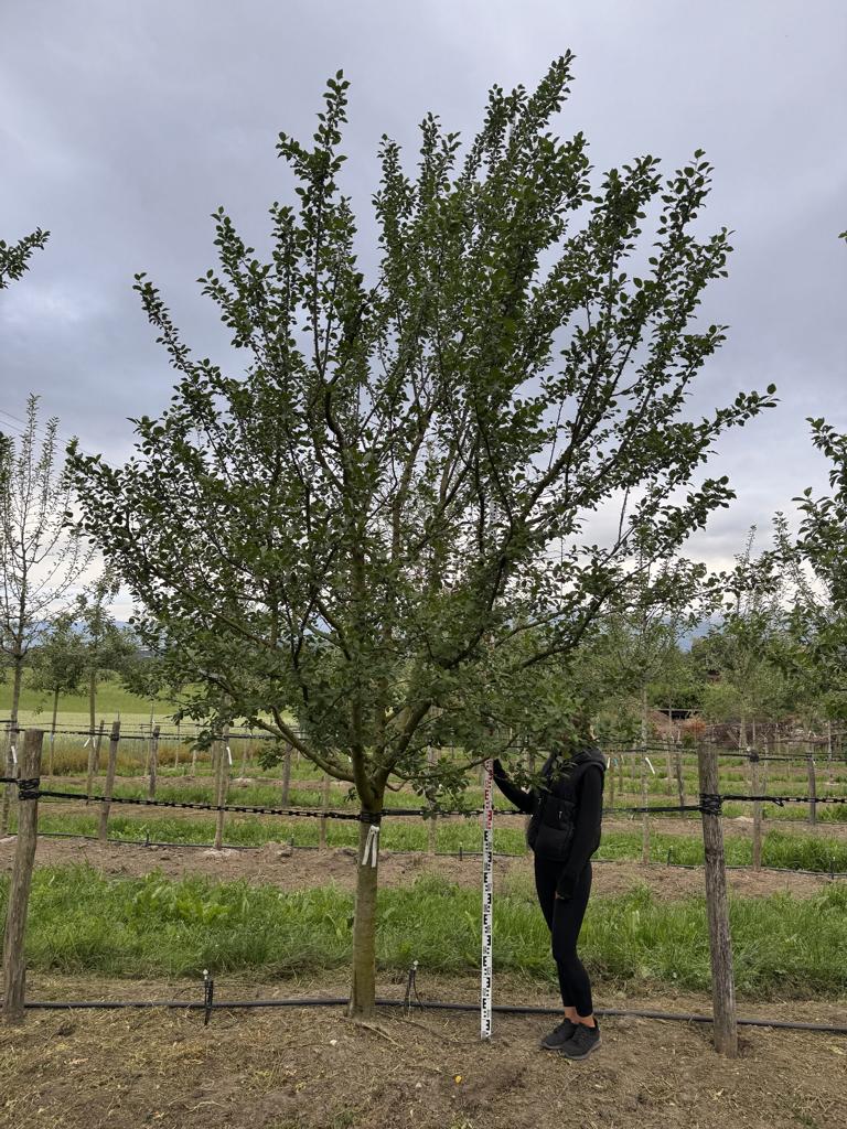 Prunus domestica 'Damassine'