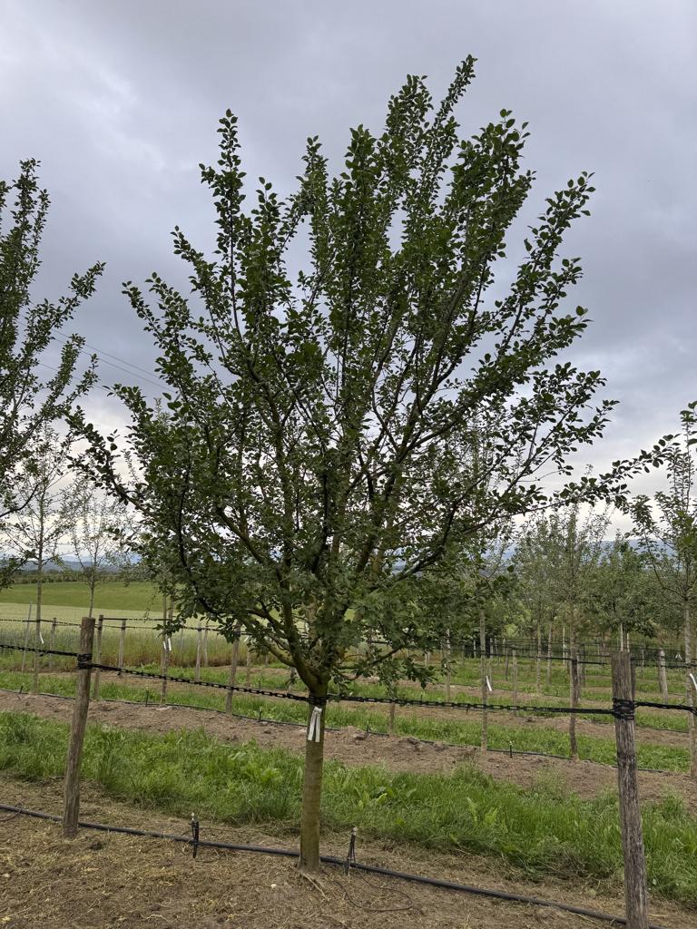 Prunus domestica 'Damassine'