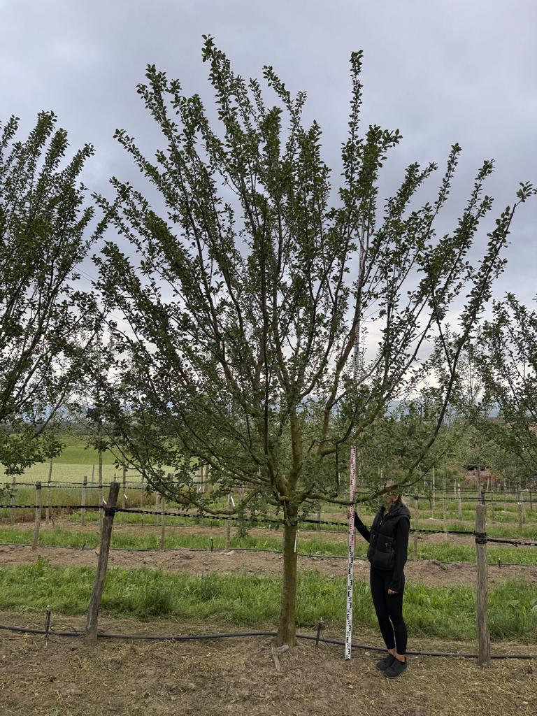Prunus domestica 'Damassine'