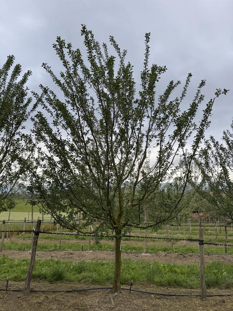 Prunus domestica 'Damassine'