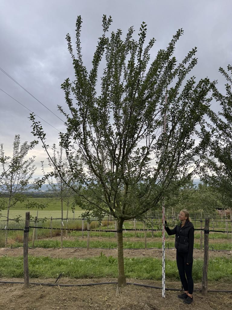 Prunus domestica 'Damassine'