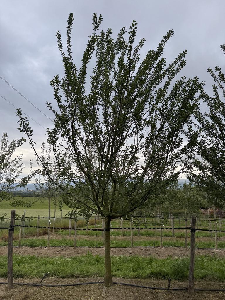 Prunus domestica 'Damassine'