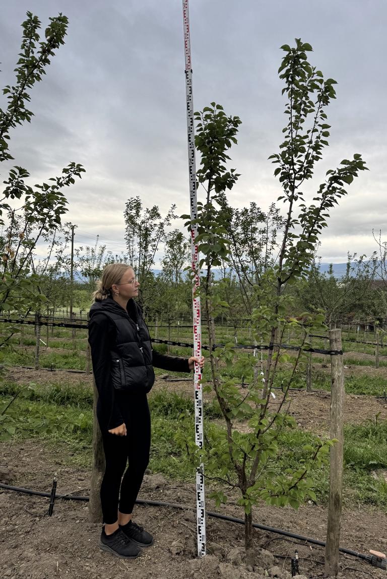 Prunus armeniaca 'Goldrich'