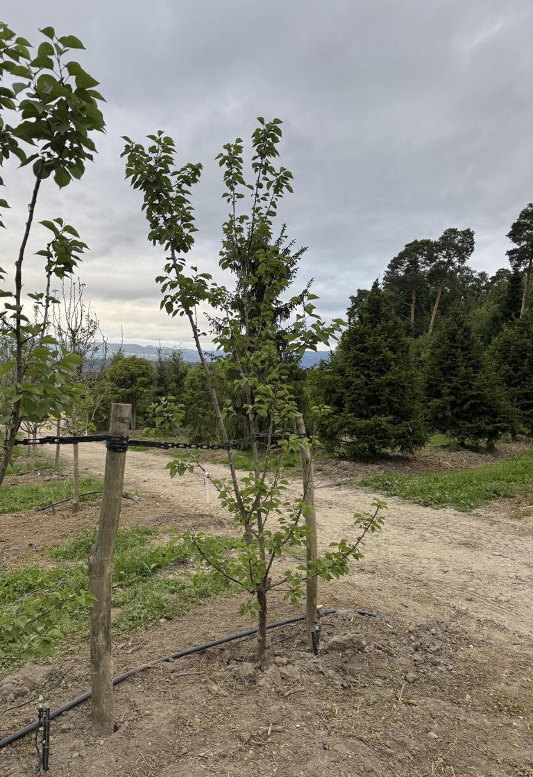 Prunus armeniaca 'Goldrich'