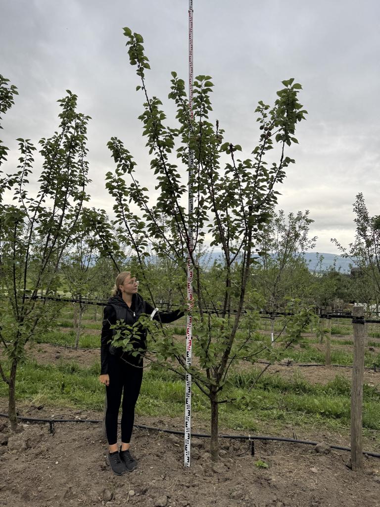 Prunus armeniaca 'Goldrich'