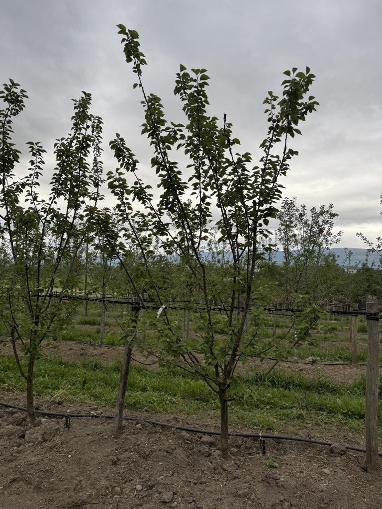 Prunus armeniaca 'Goldrich'