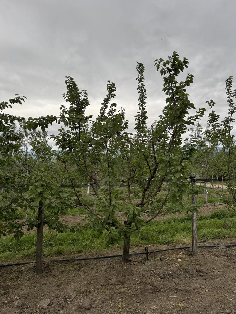 Prunus armeniaca 'Goldrich'