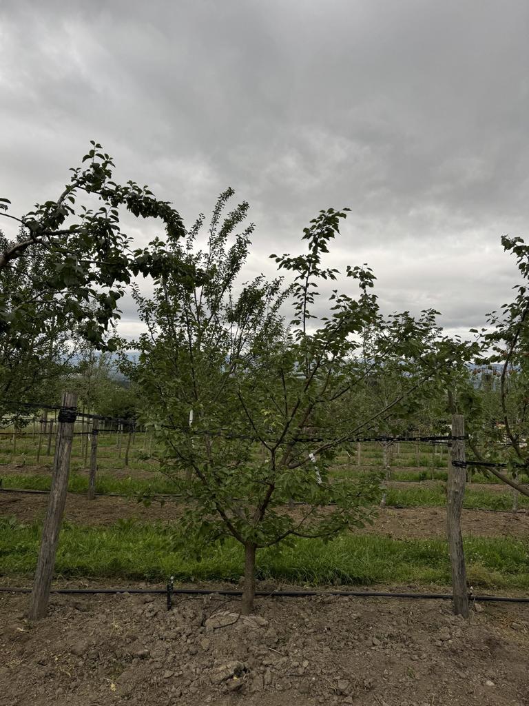Prunus armeniaca 'Orangered'
